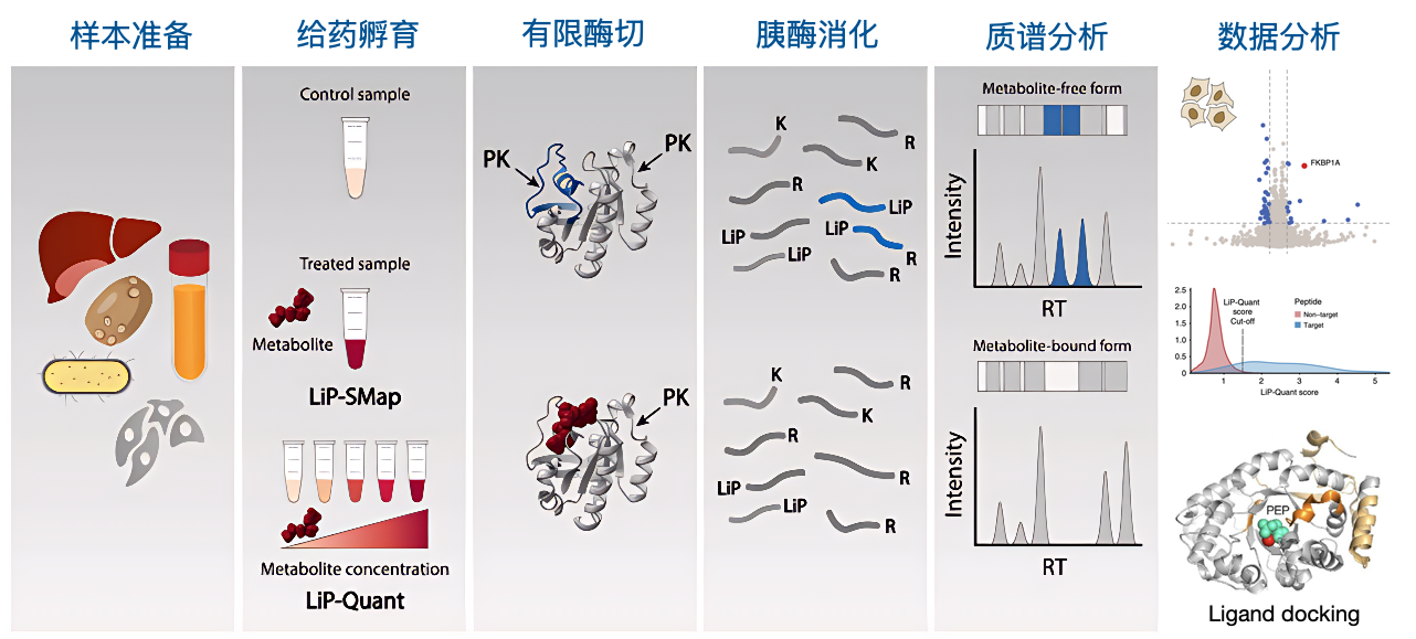 LiP-MS 实验流程:样本准备 - 给药孵育 - 有限酶切 - 胰酶消化 - 质谱分析 - 数据分析